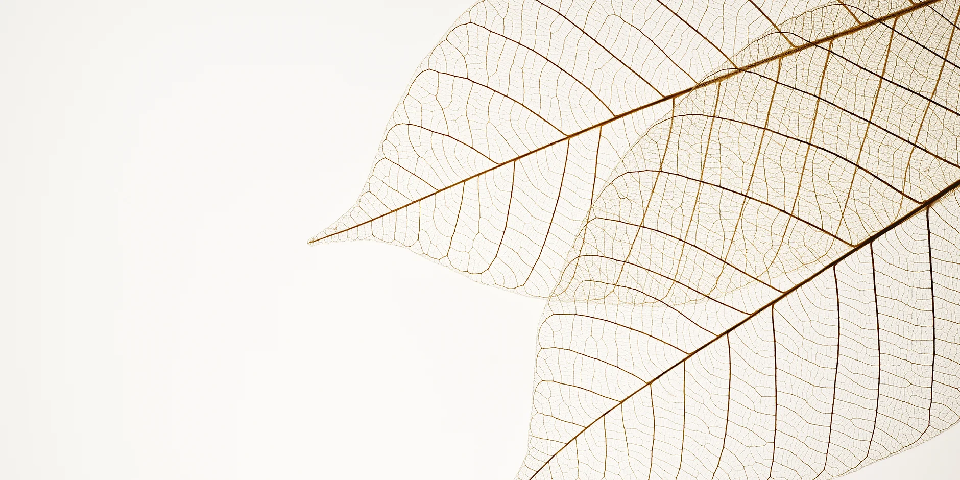 Picture of two dried leaves